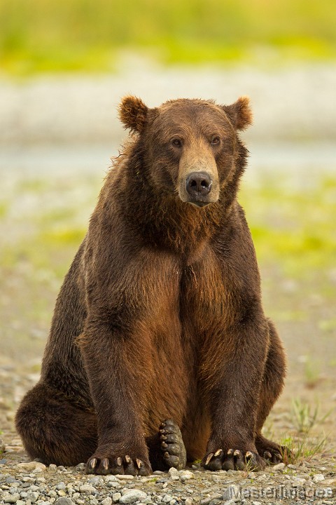 _A2Z0515c.jpg - Brown Bear (Ursus arctos)