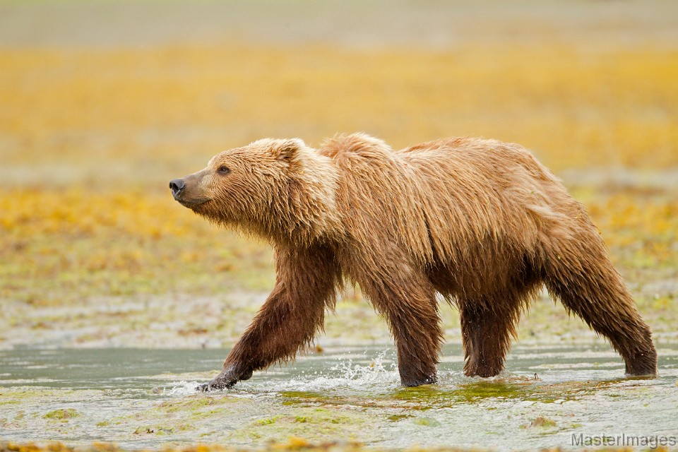 _A2Z0565c.jpg - Brown Bear (Ursus arctos)