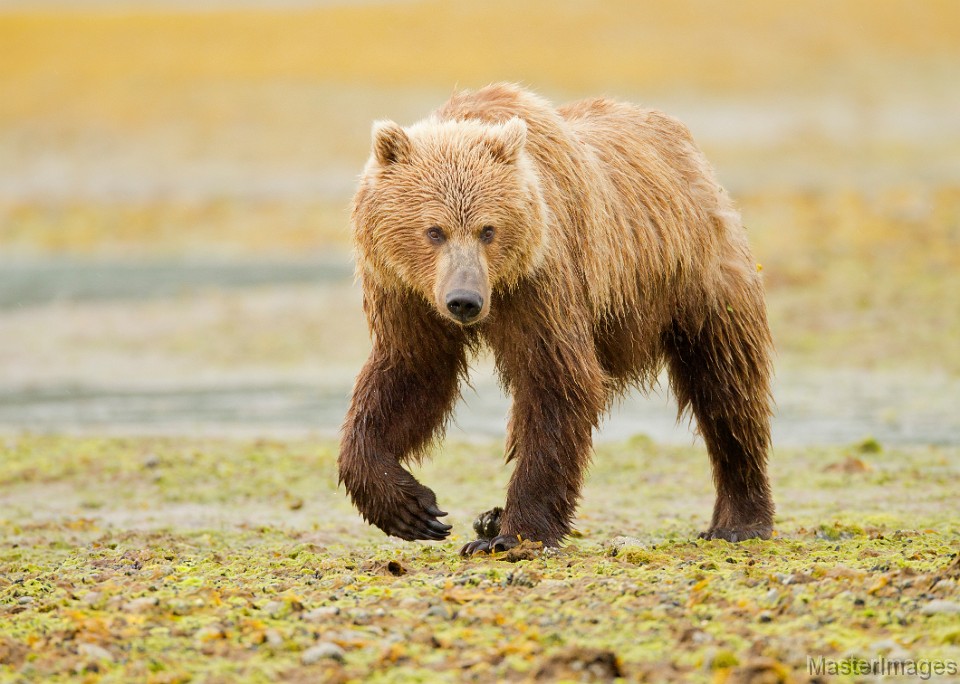 _A2Z0568c.jpg - Brown Bear (Ursus arctos)