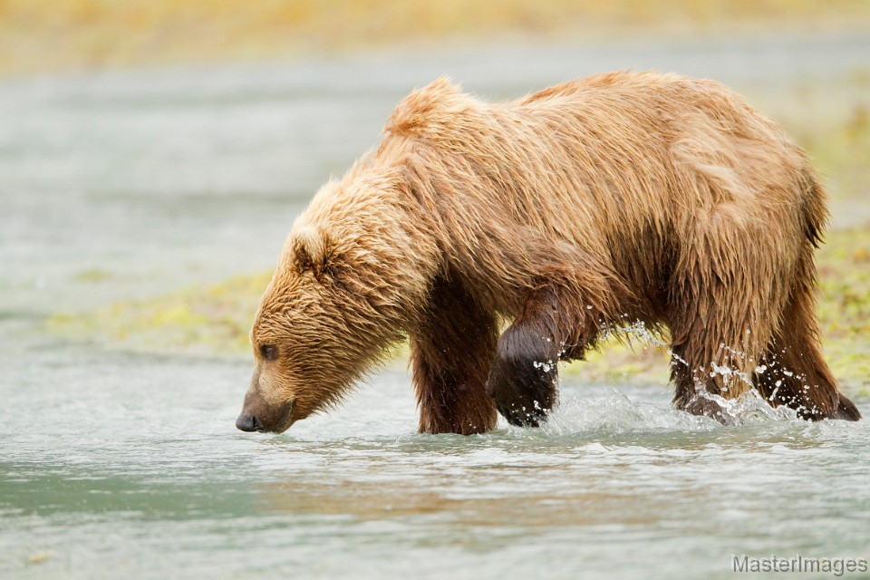 _A2Z0572c.jpg - Brown Bear (Ursus arctos)