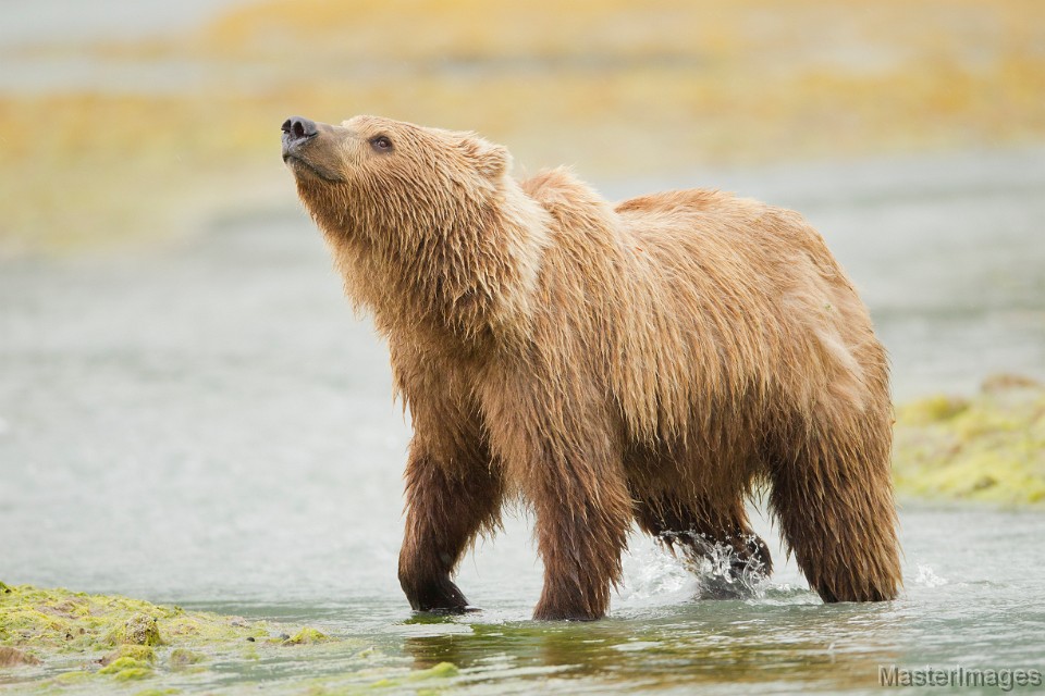 _A2Z0577c.jpg - Brown Bear (Ursus arctos)