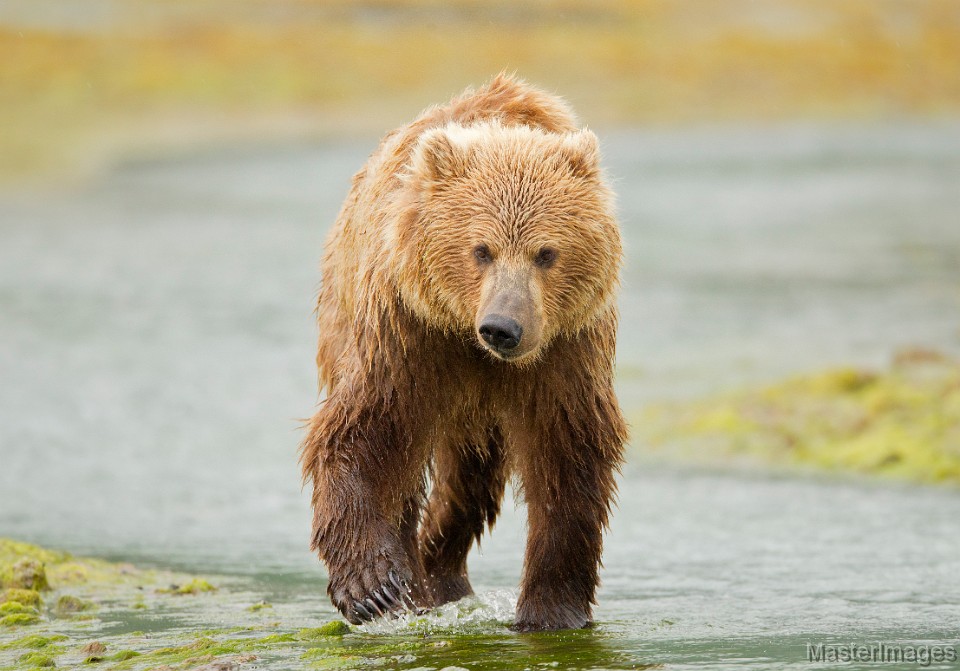 _A2Z0579c.jpg - Brown Bear (Ursus arctos)
