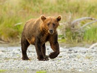 31F3398c  Brown Bear (Ursus arctos)