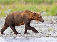 31F3405c  Brown Bear (Ursus arctos)