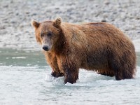 31F3424c  Brown Bear (Ursus arctos)