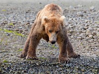 31F3442c  Brown Bear (Ursus arctos)