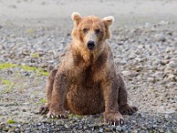 31F3447c  Brown Bear (Ursus arctos)