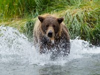 31F4408c  Brown Bear (Ursus arctos)