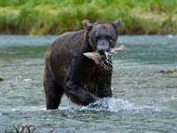 31F4456c  Brown Bear (Ursus arctos)