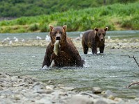 31F4535c  Brown Bear (Ursus arctos)