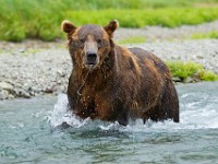 31F4633c  Brown Bear (Ursus arctos)