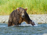 31F4685c  Brown Bear (Ursus arctos)