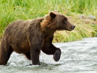 31F4907c  Brown Bear (Ursus arctos)