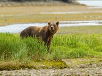 31F5002c  Brown Bear (Ursus arctos)