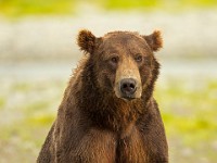 A2Z0515c  Brown Bear (Ursus arctos)