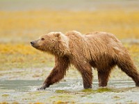 A2Z0565c  Brown Bear (Ursus arctos)