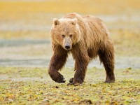 A2Z0568c  Brown Bear (Ursus arctos)