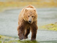 A2Z0579c  Brown Bear (Ursus arctos)