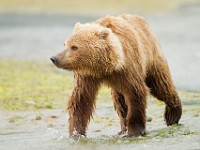 A2Z0582c  Brown Bear (Ursus arctos)