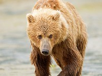 A2Z0584c  Brown Bear (Ursus arctos)