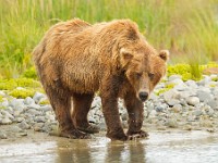 A2Z0854c  Brown Bear (Ursus arctos)