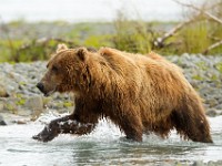 A2Z0875c  Brown Bear (Ursus arctos)