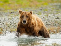 A2Z0888c  Brown Bear (Ursus arctos)