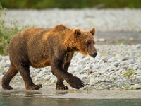 A2Z0911c  Brown Bear (Ursus arctos)