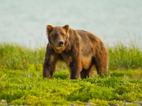 A2Z0925c  Brown Bear (Ursus arctos)
