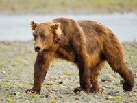 A2Z0938c  Brown Bear (Ursus arctos)