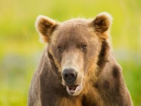 A2Z0945c  Brown Bear (Ursus arctos)