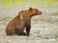A2Z0970c  Brown Bear (Ursus arctos)