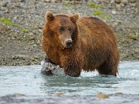 A2Z1023c  Brown Bear (Ursus arctos)