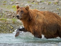 A2Z1027c  Brown Bear (Ursus arctos)