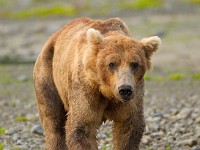 A2Z1038c  Brown Bear (Ursus arctos)