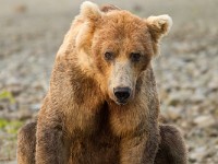 A2Z1043c  Brown Bear (Ursus arctos)