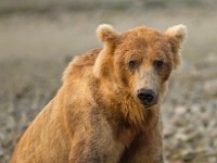 A2Z1050c  Brown Bear (Ursus arctos)