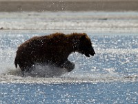 A2Z1509c  Brown Bear (Ursus arctos)
