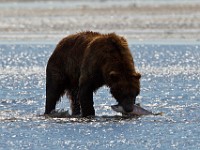 A2Z1514c  Brown Bear (Ursus arctos)