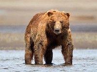A2Z1570c  Brown Bear (Ursus arctos)
