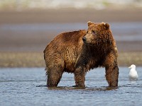 A2Z1582c  Brown Bear (Ursus arctos)