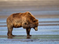 A2Z1596c  Brown Bear (Ursus arctos)