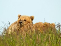 A2Z1716c  Brown Bear (Ursus arctos)