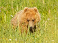 A2Z1734c  Brown Bear (Ursus arctos)