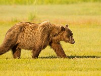 A2Z1774c  Brown Bear (Ursus arctos)