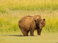 A2Z1792c  Brown Bear (Ursus arctos)
