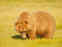 A2Z1844c  Brown Bear (Ursus arctos)