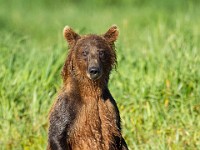 A2Z2177c  Brown Bear (Ursus arctos)