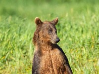 A2Z2180c  Brown Bear (Ursus arctos)