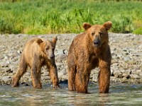 A2Z2319c  Brown Bear (Ursus arctos)